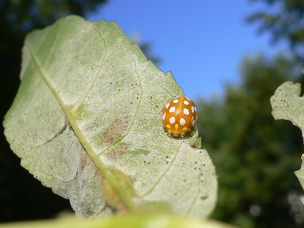 1024px-Halyzia_sedecimguttata_20050831_716_part