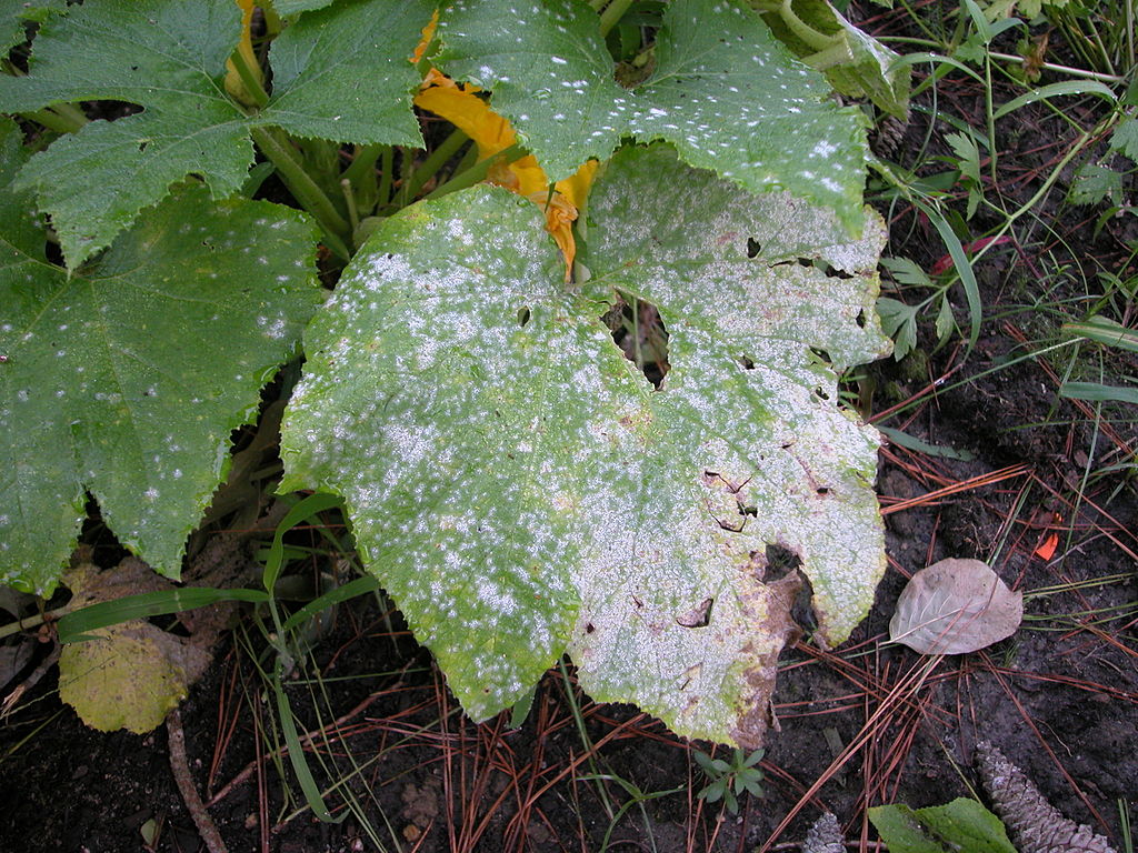 1024px-Powdery_mildew