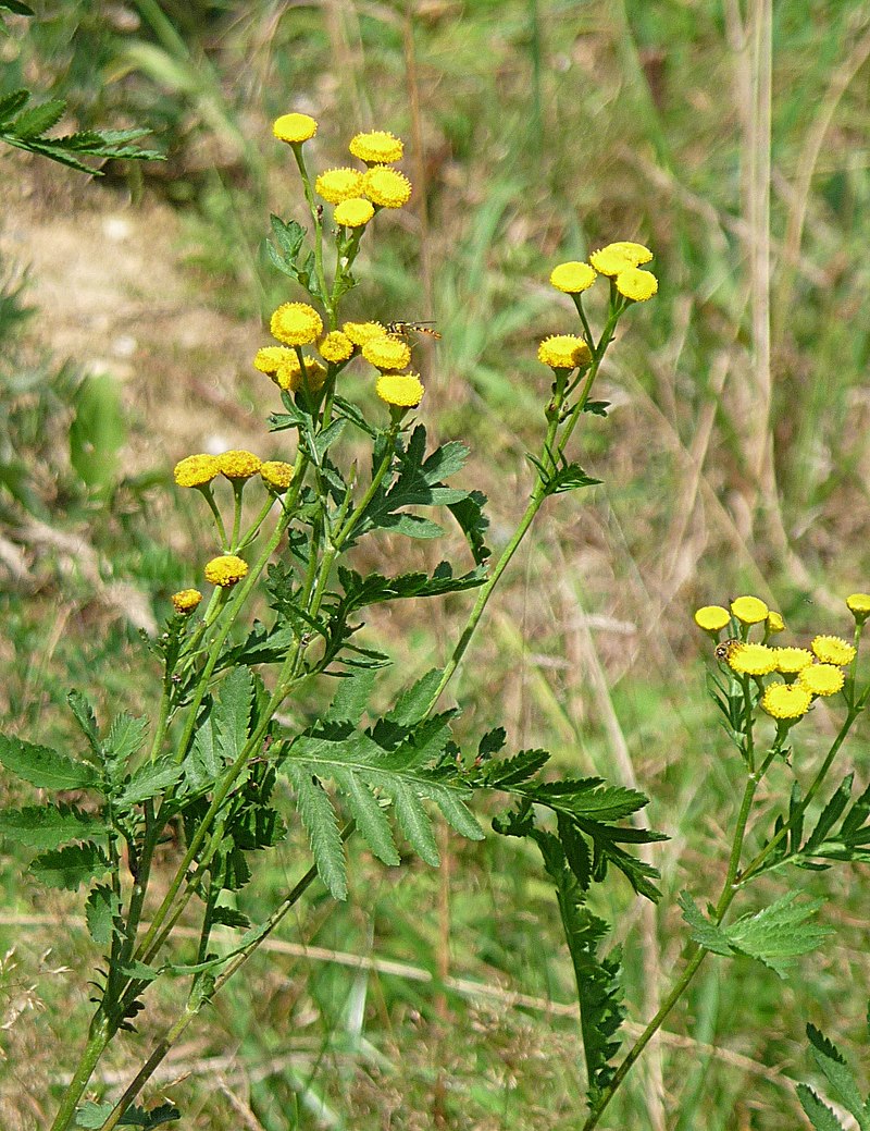800px-Rainfarn_Kohlbruck
