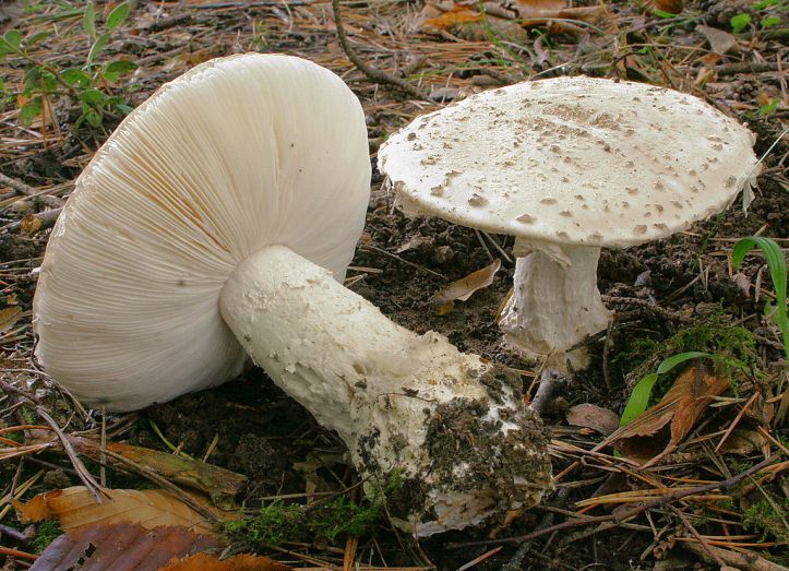 1024px-2011-08-28_Amanita_strobiliformis_crop