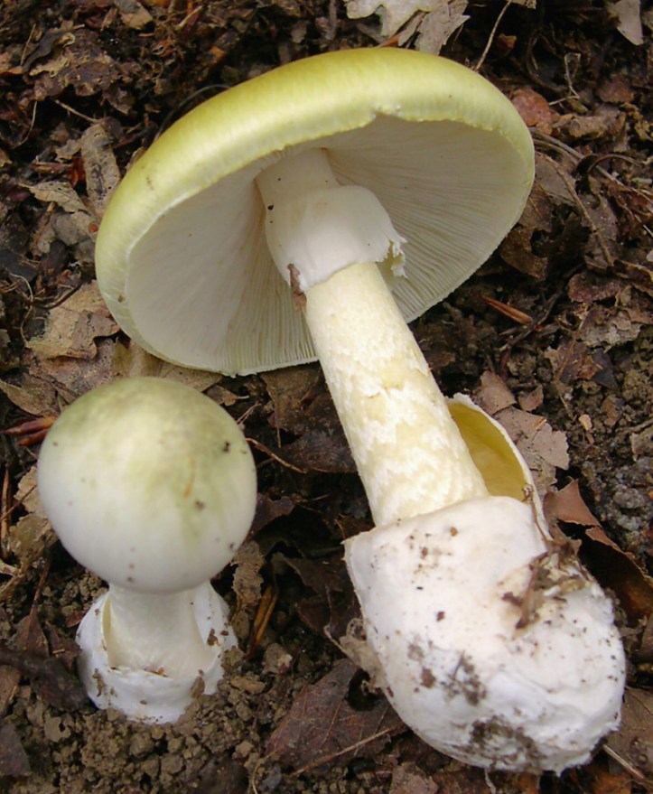 2005-09_Amanita_phalloides_crop