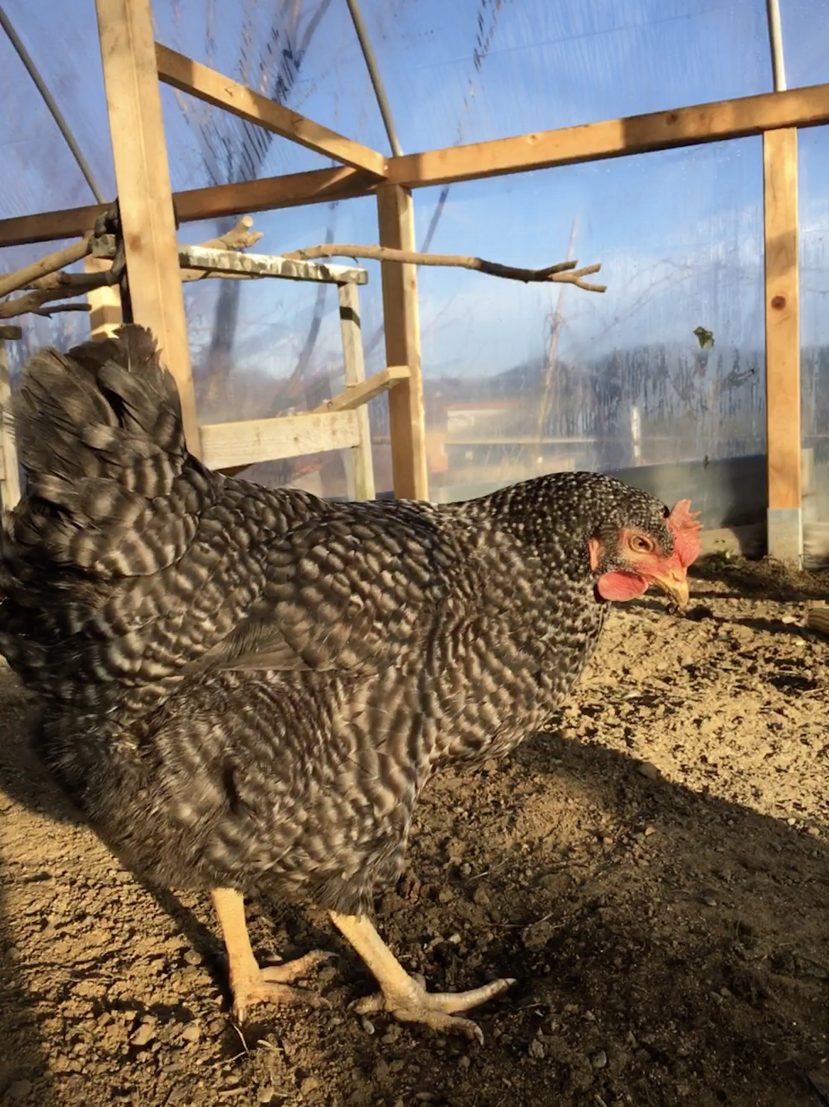 Beheizbare Hühnertränke Marke Eigenbau